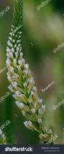 Image result for Hebenstretia dentata