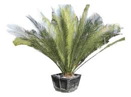 Image result for Macrozamia johnsonii