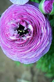 Purple Ranunculus Beautiful Gorgeous Pretty Flowers Beautiful Flowers Flowers Amazing Flowers