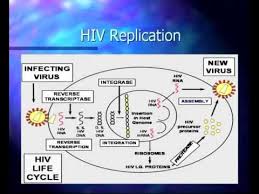 Image result for HIV Pathophysiology
