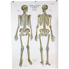 20 Actual Nystrom Anatomical Chart
