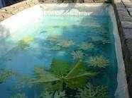 Kolam Ikan Gurame Dengan Kolam Suplier Bibit Ikan Air Tawar Medan Facebook