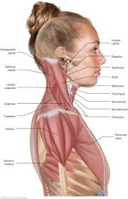 Pin On Anatomy Info