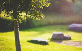 Download these sunshine background or photos and you can use them for many purposes, such as banner, wallpaper, poster background as well as powerpoint background and website background. Sunshine In The Morning Green Summer Nature