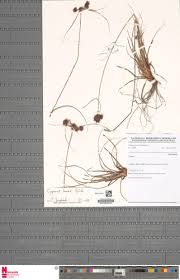 Image result for Cyperus tenax