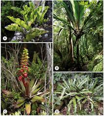 Image result for Pseudo Agrostistachys