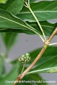 Image result for Morinda angolensis