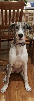 Great Dane Dog For Adoption In Morris Illinois Millie In Morris Illinois Dog House Diy Great Dane Dogs Dog House