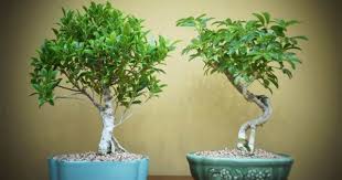 Karena itu bunga yang dapat dijadikan bonsai ini juga sering disebut dan dikenal dengan bunga bogenvil.bunga kertas memiliki keindahan yang terletak pada warna warni bunganya.oleh karena itu, tanaman ini sering dibudidayakan orang, baik dengan stek batang maupun diperbanyak dengan biji. Cara Menanam Bonsai Untuk Pemula Popmama Com