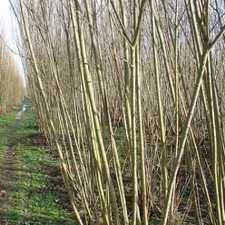 We did not find results for: Idei De Afaceri Profitabile La Tara Promovate Ca Si Idei De Afaceri Mici Dar Care In Realitate Necesita Investitii Relativ Mari Idei Afacere