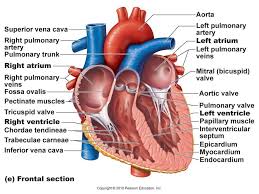 Human Anatomy Diagrams To Label Koibana Info Human Heart Anatomy Heart Diagram Human Heart Diagram