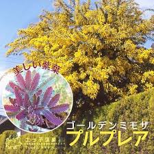ゴールデンミモザ プルプレア 銀葉アカシア 10 5cmポット苗 T 314 花と緑の専門店 土っ子倶楽部 通販 Yahoo ショッピング