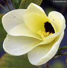 Image result for Bauhinia tomentosa