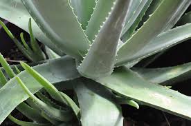 Repotting aloe vera plants is more important for young plants as they outgrow their spaces. Aloe Vera Plant Cuttings Succulent Plant Aloe Vera Plant Growth Green Color Thorn Aloe Cactus Pxfuel