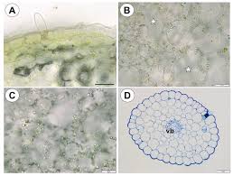 Best answer (i) the technical term for the condition of cell a is turgid cell and for the condition of cell b is plasmolysed cell or flaccid cell. Ijms Free Full Text Structural Features Of Carnivorous Plant Genlisea Utricularia Tubers As Abiotic Stress Resistance Organs Html