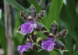 Whether you like to start your flower seeds indoors to get a head start on spring or sow them directly in the garden, many annual flowers have. 5 Flowers That Start With Z List Of Flower Names Z