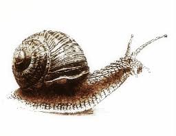 Der anteil jener schnecken, die an land leben, wird auf ungefähr 25.000 arten geschätzt. Schnecke Schnecke Haus Zeit Zeichnungen Von Joubbe Bei Kunstnet