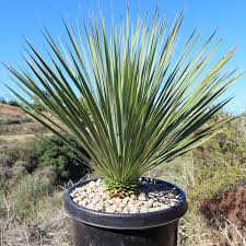 Image result for Yucca