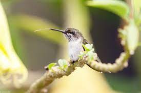Please refer to the below photos. Ruby Throated Hummingbird Audubon Field Guide