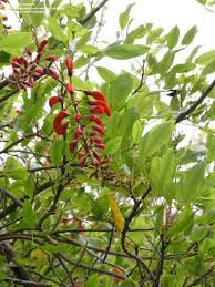 Image result for Erythrina falcata
