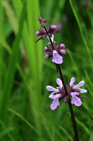 Image result for Stachys pseudonigricans