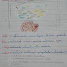 Il Lessico Omonimi Sinonimi E Contrari Grammatica In Quarta Dicembre Maestra Anita Sinonimi E Contrari Grammatica Lezioni Di Grammatica