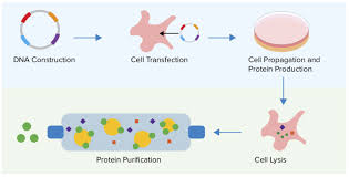 In molecular biology and genetics, transformation is the genetic alteration of a cell resulting from the direct uptake and incorporation of exogenous ge. Transformation Of Expression Plasmids Creative Biolabs