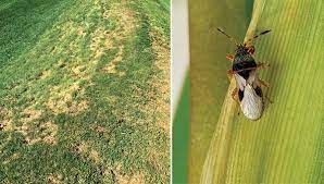 Pest control pittsburgh, united states, pest removal services, critters, extermination, vermin control, rat catcher. Turf Pest Of The Month Chinch Bugging Out Golfdom