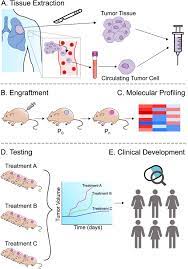 Aug 01, 2019 · the study of in vitro cell cultures started with fascinating historical experiments that were dedicated to the in vitro growth of amphibian and tumor tissues 21,22. Patient Derived Xenograft Models Of Small Cell Lung Cancer For Therapeutic Development Clinical Oncology