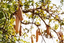 In its raw state it is poisonous. Sausage Tree Info How To Grow Kigelia Trees In The Landscape