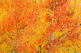 Image result for autumn pictures