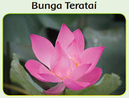 We did not find results for: Adaptasi Bunga Teratai Dengan Lingkungannya Tema 2 Hal 6