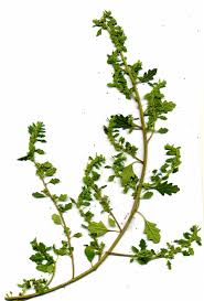 Image result for Dysphania procera