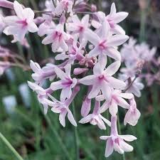 Image result for Tulbaghia alliacea