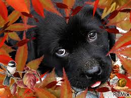 JOLI CHIEN NOIR EN AUTOMNE - GIF animé gratuit - PicMix