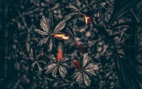 Search free 4k wallpapers on zedge and personalize your phone to suit you. Leaves 4k Ultra Hd 16 10 Wallpapers Hd Desktop Backgrounds 3840x2400 Images And Pictures