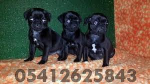 Pug Yavru Fiyatlari 05412625853 Pug Yavru Pug Siyah Pug