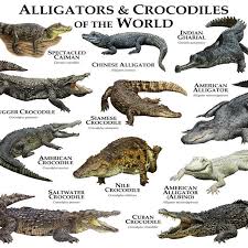 Alligators And Crocodiles Of The World Coffee Mug By Wildlife Art By Roger Hall 11 Oz Crocodile Species Crocodiles Saltwater Crocodile