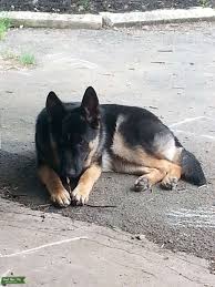We sell our german shepherd puppies in the u.s.a. Stud Dog Akc German Shepherd Dog At Stud Ohio Breed Your Dog