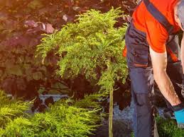 Kann man einen baum impfen und so vor krankheiten bitte beachten sie, dass diese kosten abhängig von der region abweichen können. Kosten Baum Fallen Preistabelle Jetzt Preisvergleich Starten