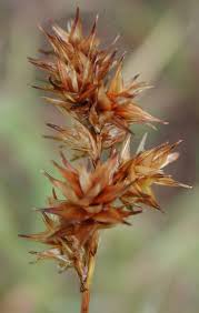 Image result for Carex cognata