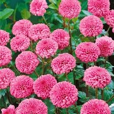 Chrysanthemum Santini, Santini-Chrysantheme - Baumschule Ley