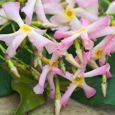 Department of agriculture plant confederate jasmine requires a location with full sun, but will tolerate partial shade. Plant Encyclopedia Phoenix Perennials And Specialty Plants