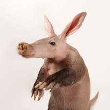 Ant Control & Removal Athens, Ga - Aardvark Exterminating