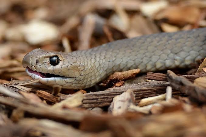Australian cyclist bitten by two-metre-long deadly snake entangled in bike chain - AOL