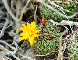 Si no fuera por las largas espinas, fácilmente podría recordarnos a los erizos de mar. Pincushion Cactuses Genus Mammillaria Inaturalist