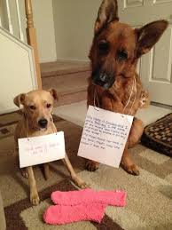 On Right My Name Is Smokey And I Am A Bad Dog I Ate Part Of My Mom S New Fuzzy Sock And Tried To Blame It On My Littl Dog Shaming