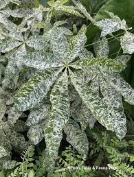 Image result for Pachira glabra