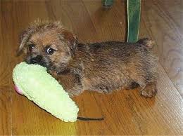Black And Brown Terrier Dog Brody At 7 Weeks Old He Is Wheaten Colored Norfolk Terrier Norfolk Terrier Norfolk Terrier Puppies Pets Dogs Breeds
