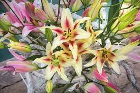 Great Companion Plants For Asiatic Hybrid Lilies Companion Planting Plants Garden Companion Planting